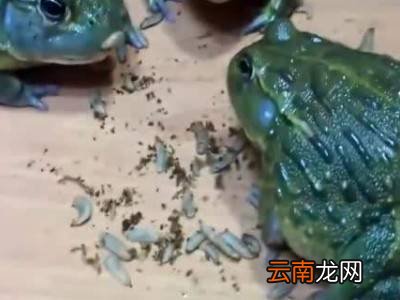 活蛤蟆的保存方法