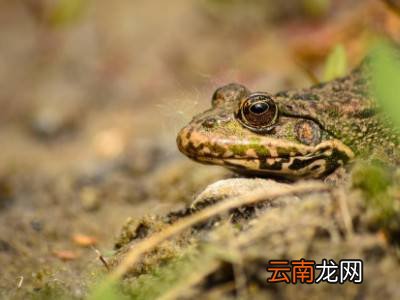 活蛤蟆的保存方法