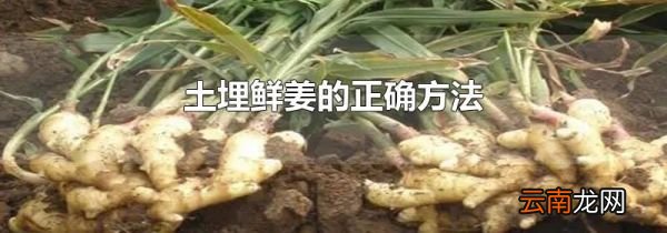 土埋鲜姜的正确方法