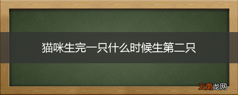 猫咪生完一只什么时候生第二只