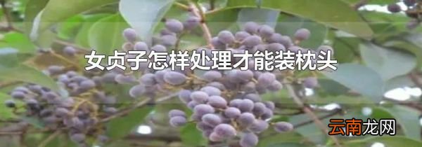 女贞子怎样处理才能装枕头