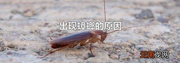 出现蟑螂的原因