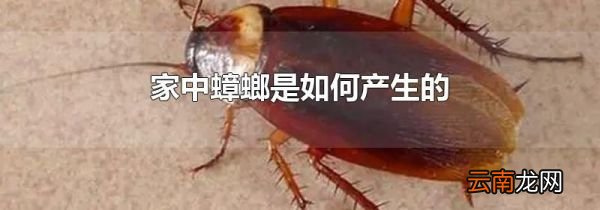 家中蟑螂是如何产生的