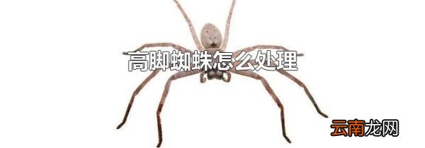 高脚蜘蛛怎么处理