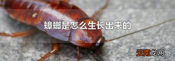蟑螂是怎么生长出来的