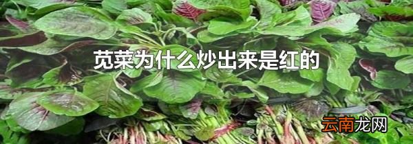 苋菜为什么炒出来是红的