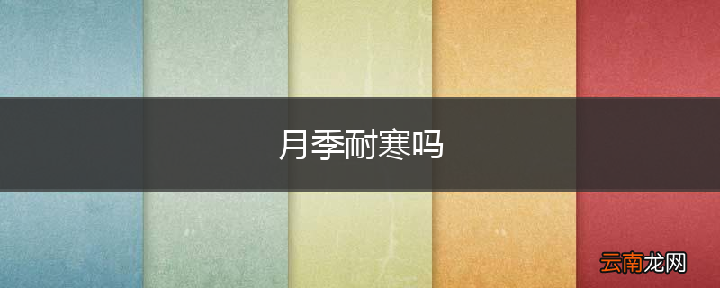 月季耐寒吗