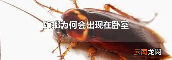 蟑螂为何会出现在卧室