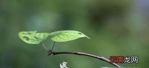 二十四节气之寒露
