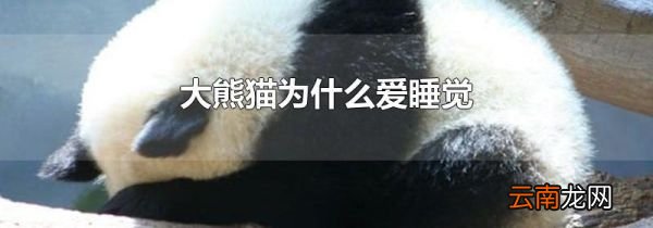 大熊猫为什么爱睡觉