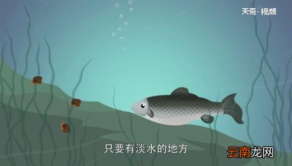 淡水鱼有哪些 淡水鱼种类