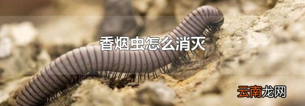 香烟虫怎么消灭