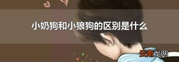 小奶狗和小狼狗的区别是什么