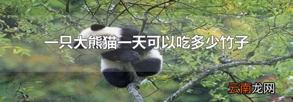 一只大熊猫一天可以吃多少竹子