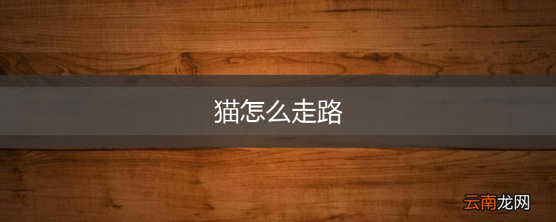 猫怎么走路