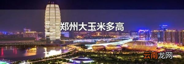 郑州大玉米多高