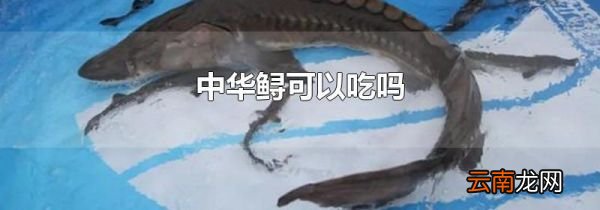 中华鲟可以吃吗
