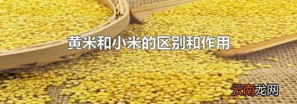 黄米和小米的区别和作用