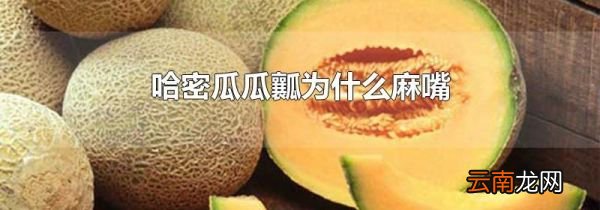 哈密瓜瓜瓤为什么麻嘴