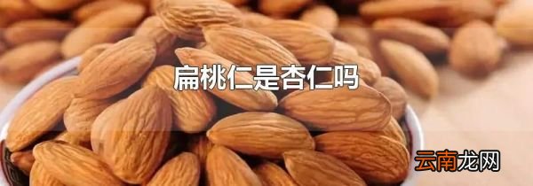 扁桃仁是杏仁吗