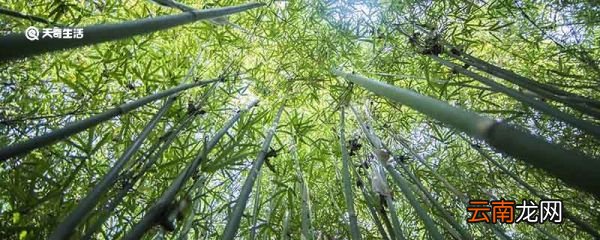 为什么竹子属于草 为什么竹子属于草