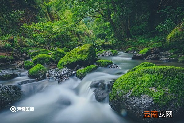 青苔的功效与作用 青苔的功效与作用是什么