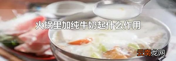火锅里加纯牛奶起什么作用