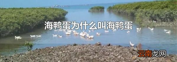海鸭蛋为什么叫海鸭蛋