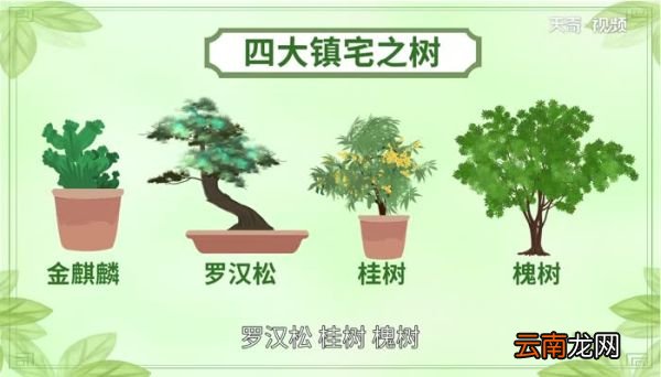 四大镇宅之树是什么 四大镇宅之树是哪些