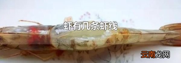 虾有几条虾线