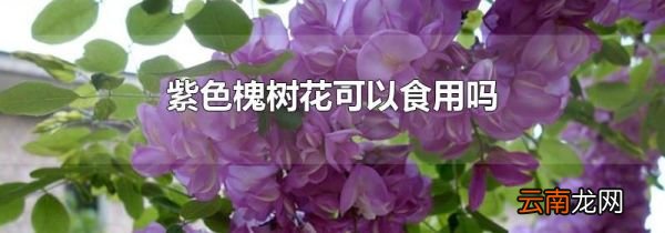 紫色槐树花可以食用吗