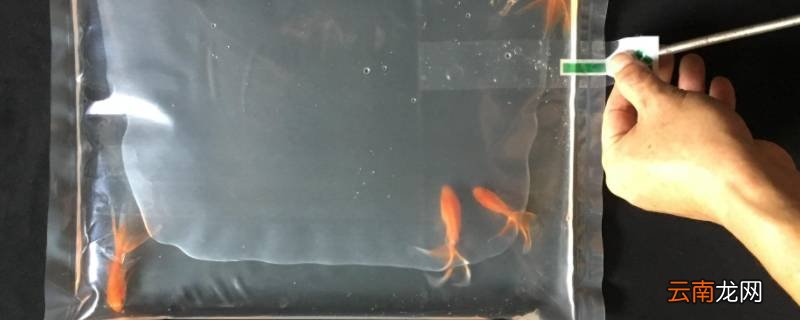 鱼在氧气袋里能坚持多久