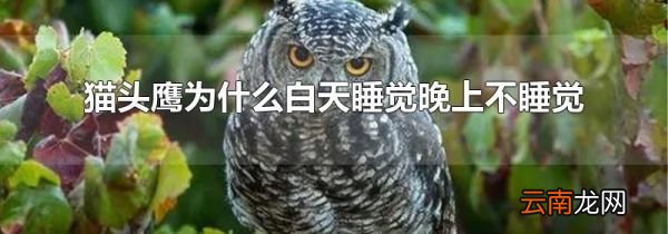 猫头鹰为什么白天睡觉晚上不睡觉