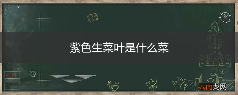 紫色生菜叶是什么菜
