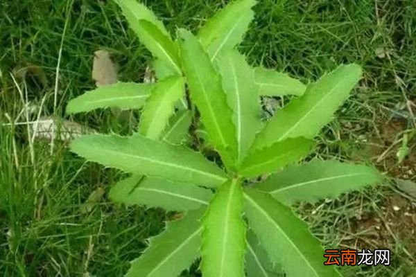 刺儿菜的功效与作用 刺儿菜的禁忌