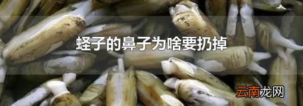 蛏子的鼻子为啥要扔掉