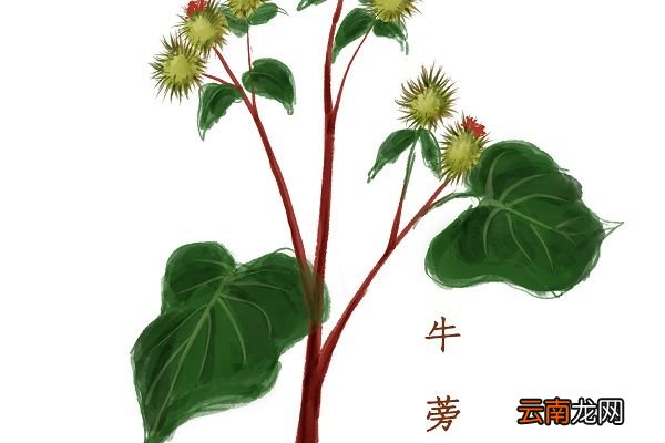牛蒡的功效与作用 牛蒡的药用价值