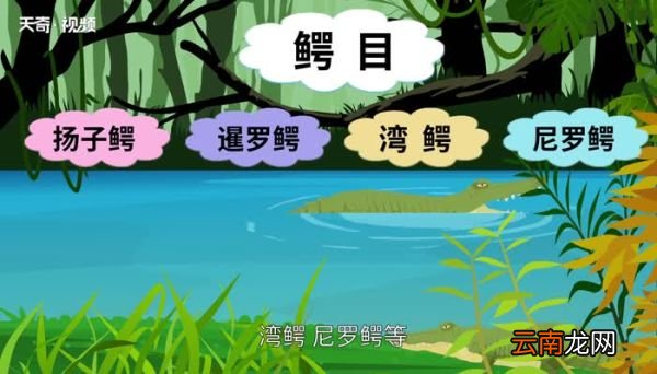 爬行动物有哪些 爬行动物有什么