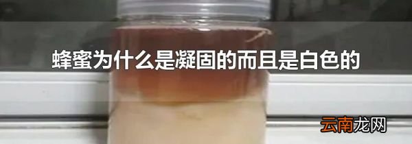 蜂蜜为什么是凝固的而且是白色的