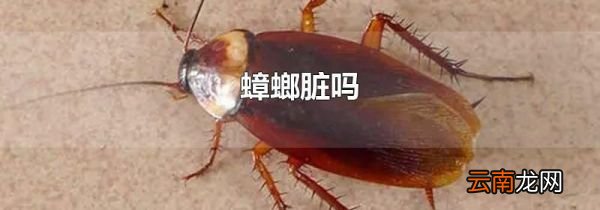 蟑螂脏吗