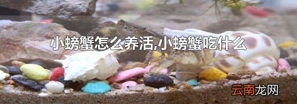 小螃蟹怎么养活,小螃蟹吃什么