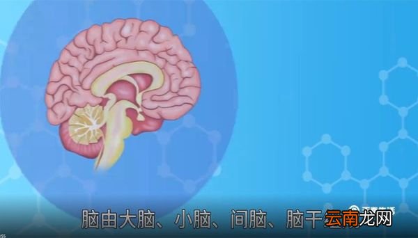 脑袋的意思，脑袋的解释