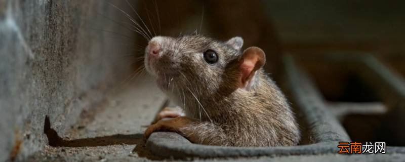 家里打死的老鼠能吃吗