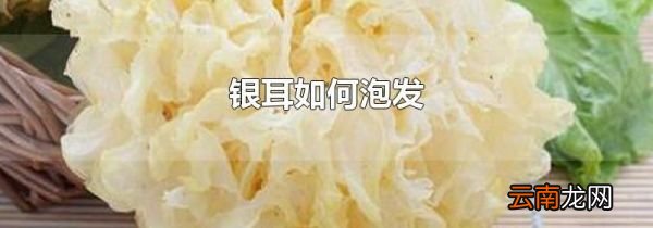 银耳如何泡发