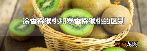 徐香猕猴桃和翠香猕猴桃的区别