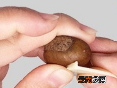 栗爪怎么用