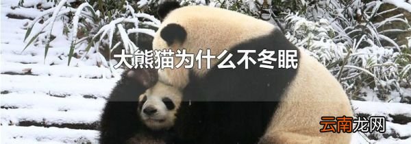 大熊猫为什么不冬眠