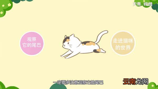 猫的尾巴竖起来是为什么 为什么猫的尾巴竖起来