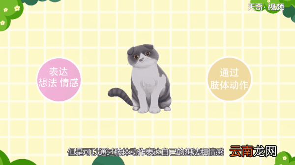 猫的尾巴竖起来是为什么 为什么猫的尾巴竖起来