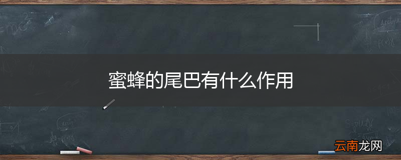 蜜蜂的尾巴有什么作用